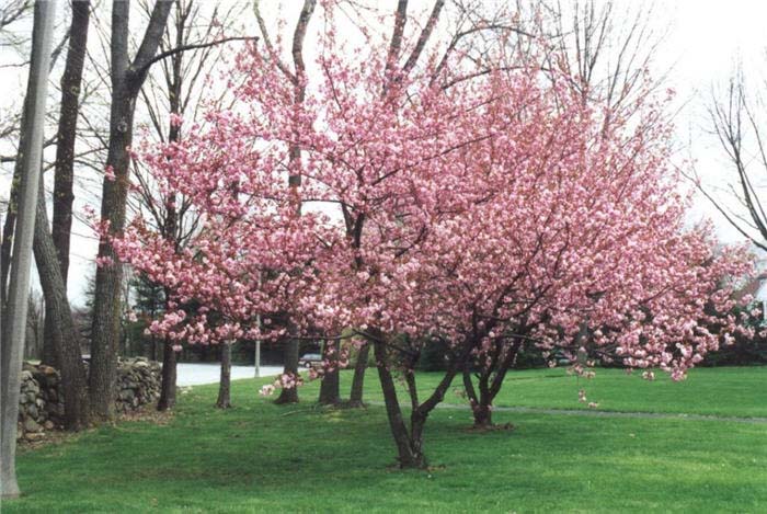 Cherry, Flowering Japanese 'Kwanzan