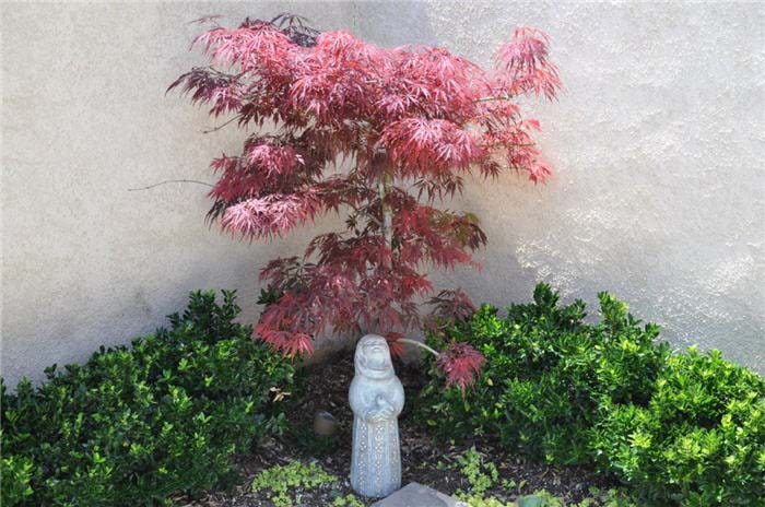 Japanese Maple, Red Dragon