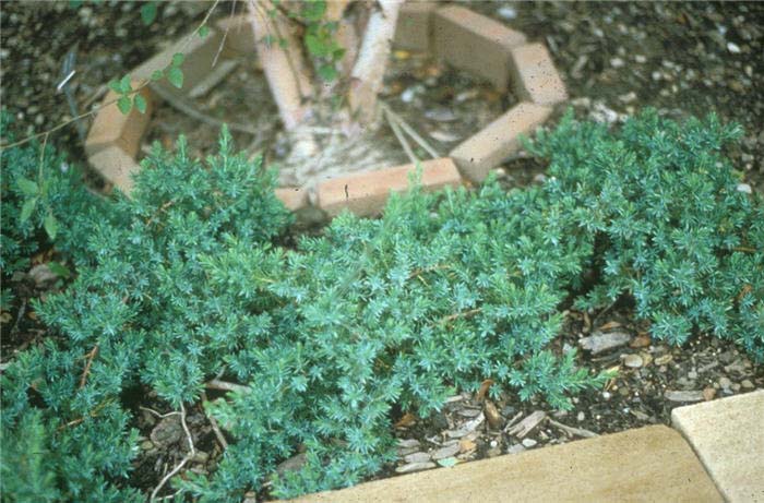 Plant photo of: Juniperus 'Blue Pacific'