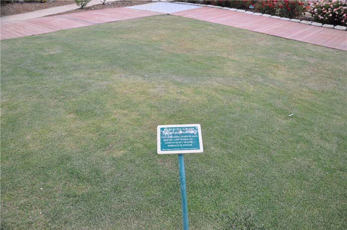 Bermuda Grass, Santa Ana