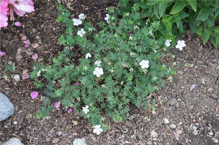 Plant photo of: Geranium 'Creeping White'