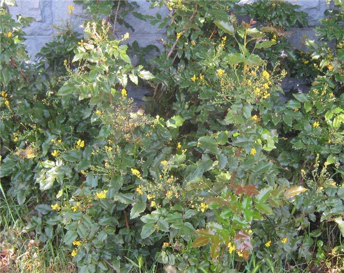 Plant photo of: Mahonia aquifolium 'Compacta'