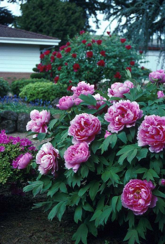 Plant photo of: Paeonia cv. (assorted)