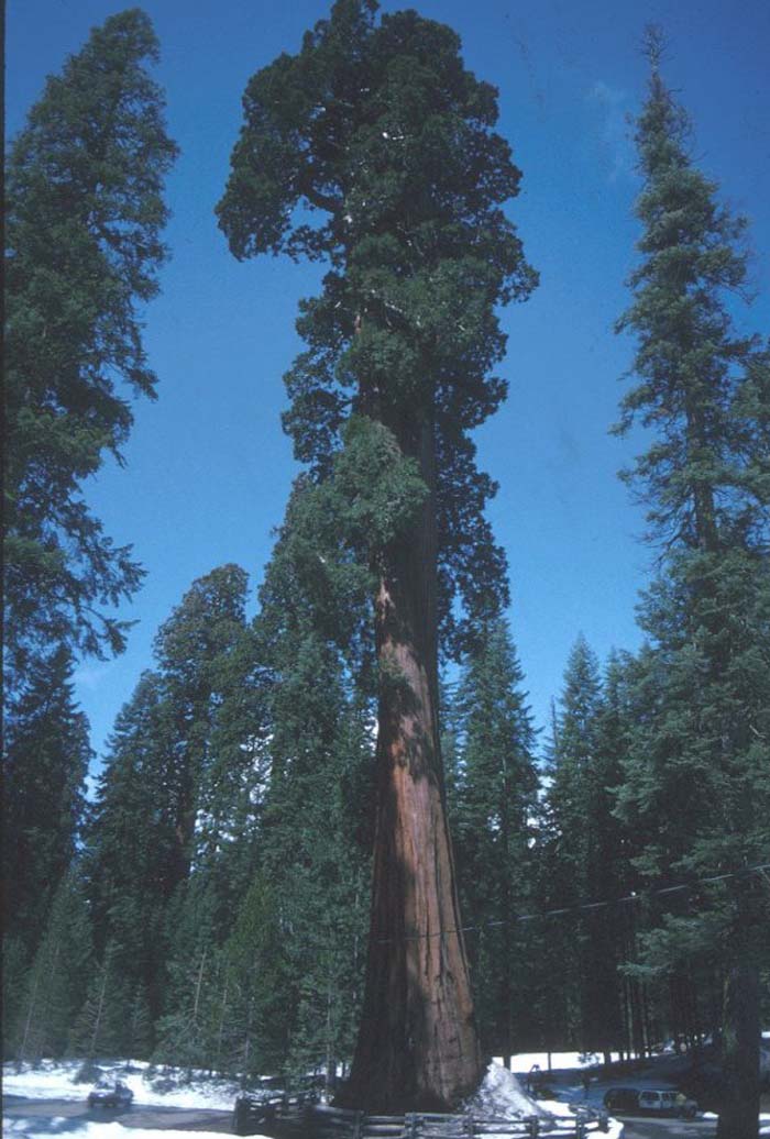 Redwood, Sierra / Big Tree