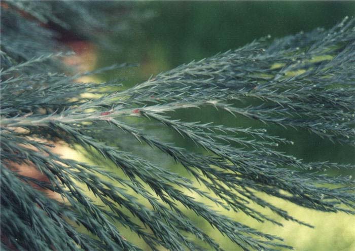 Plant photo of: Sequoiadendron giganteum