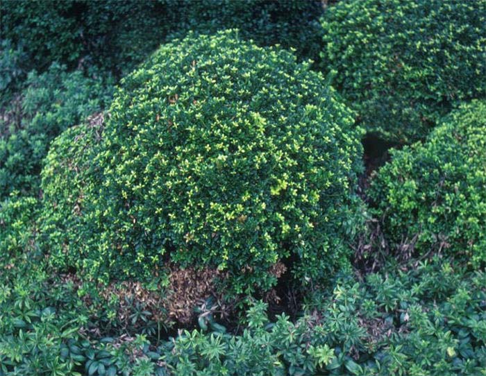 Plant photo of: Buxus microphylla japonica 'Compacta'