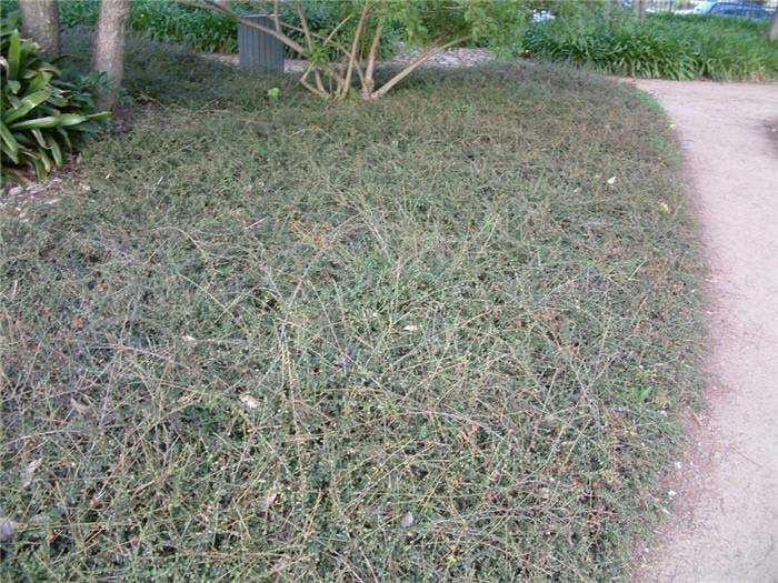 Cotoneaster, Spreading Willowleaf