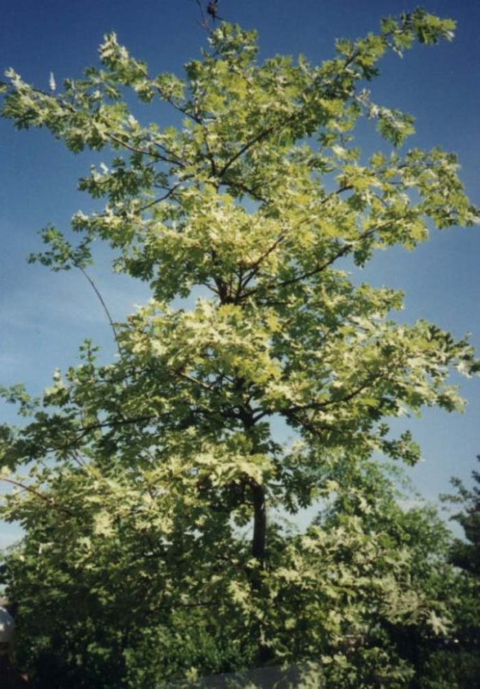 Plant photo of: Quercus kelloggii