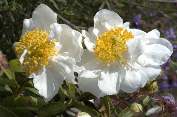 Carpenteria californica 'Elizabeth'