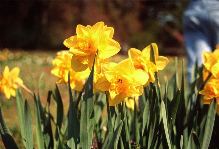 Daffodil, 'Meeting'
