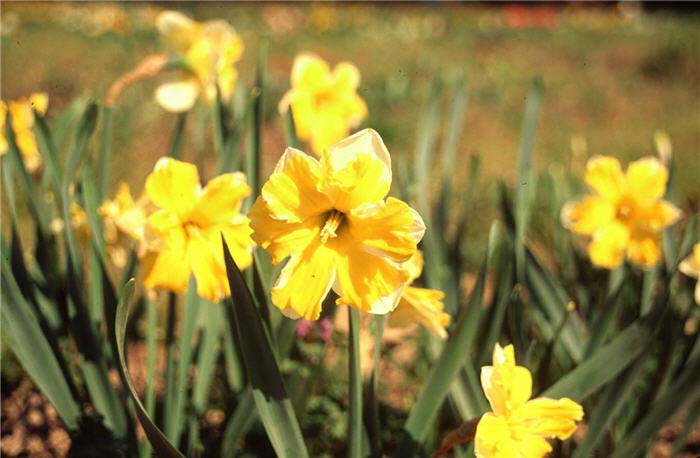 Daffodil, 'Mistrial'