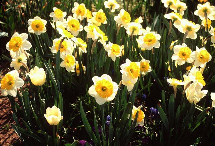 Daffodil, 'Stratavarus'