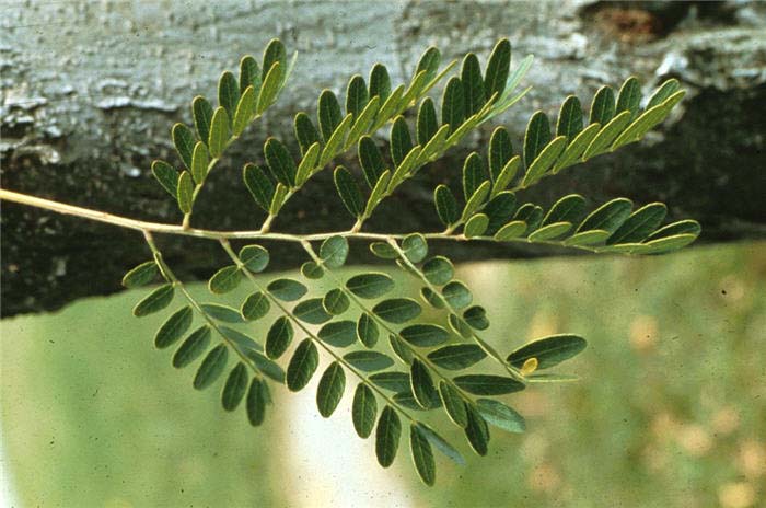 Plant photo of: Gleditsia inermis triacanthos 'Sunburst'