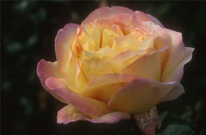 Tea Rose, 'Peace' Hybrid