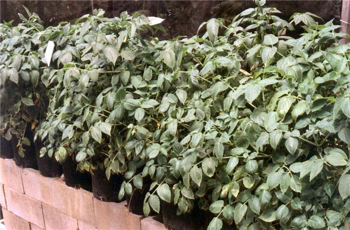 Plant photo of: Dahlia imperialis