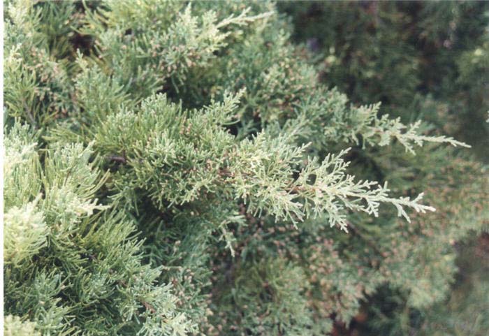 Plant photo of: Juniperus X 'Pfitzeriana Glauca'