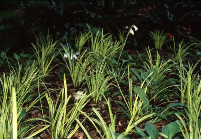 Plant photo of: Liriope muscari 'Variegata'