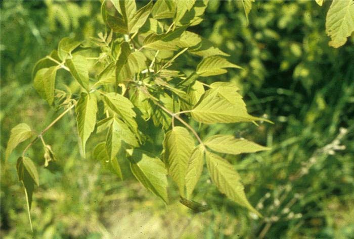 Plant photo of: Acer negundo