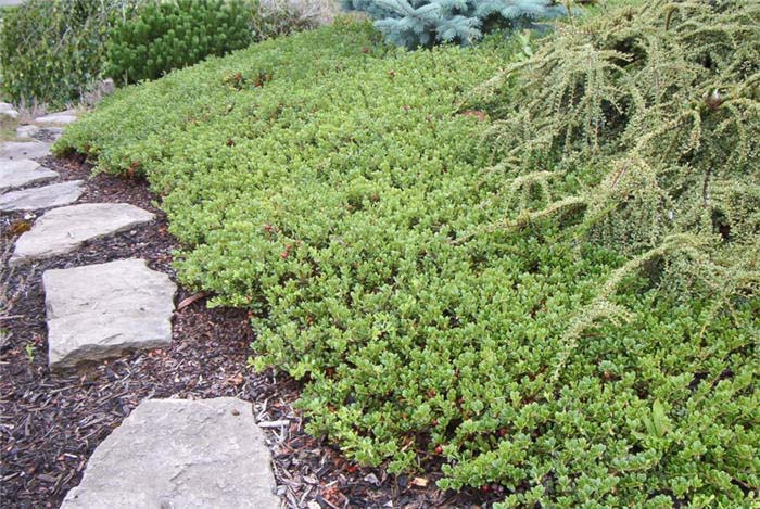 Plant photo of: Arctostaphylos uva-ursi 'Massachusetts'
