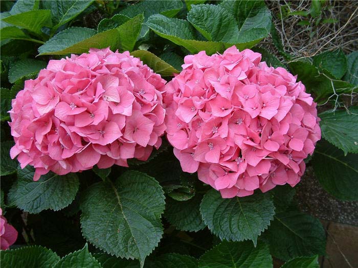 Hydrangea, 'Pink 'n Pretty'