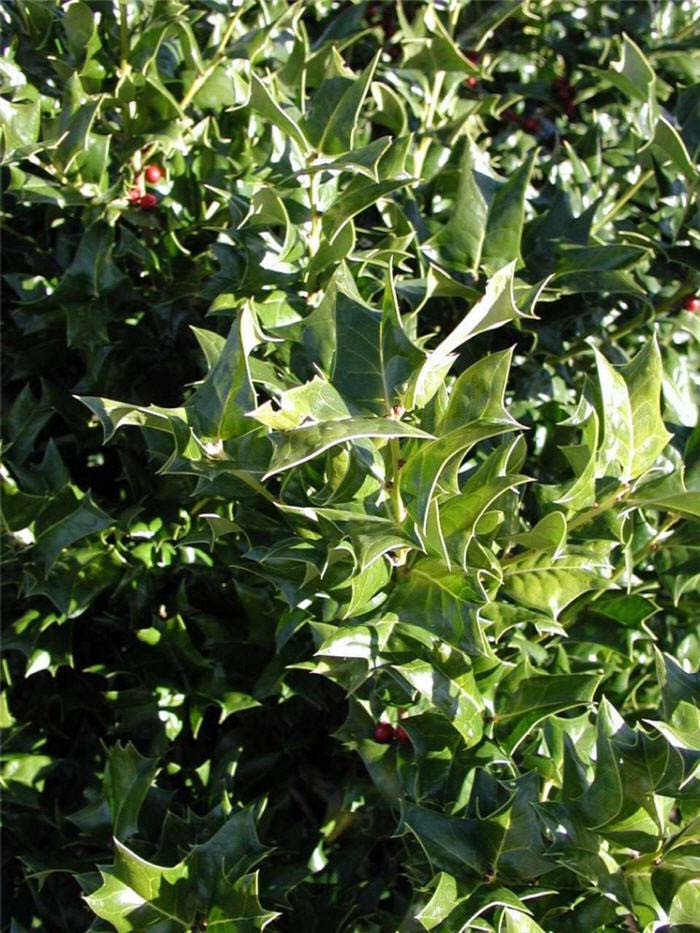 Plant photo of: Ilex cornuta 'Berries Jubilee'