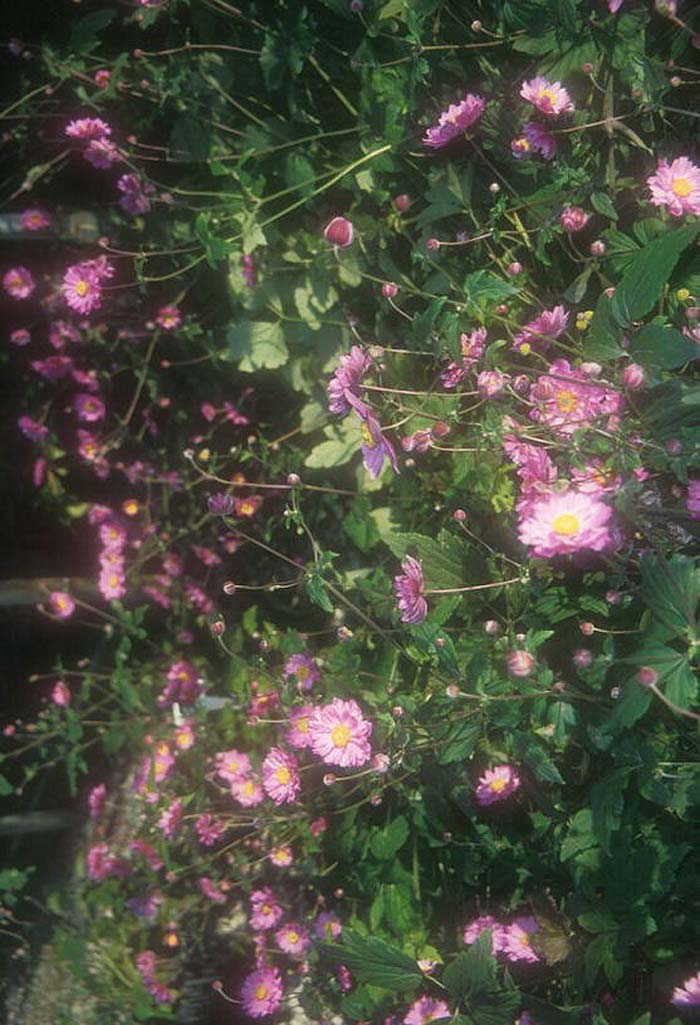 Plant photo of: Anemone X hybrida 'Pamina'