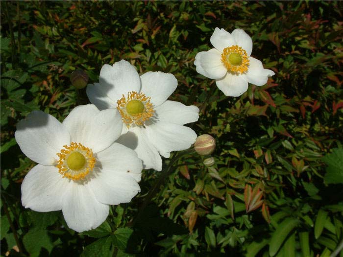 Plant photo of: Anemone X hybrida 'Honorine Jobert'