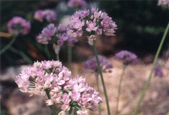 Plant photo of: Allium senescens