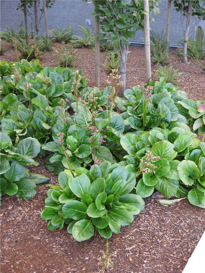 Plant photo of: Bergenia hybrids