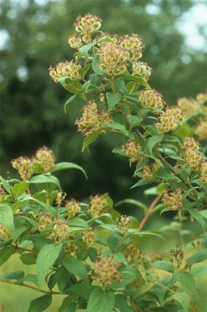 Plant photo of: Kolkwitzia amabilis