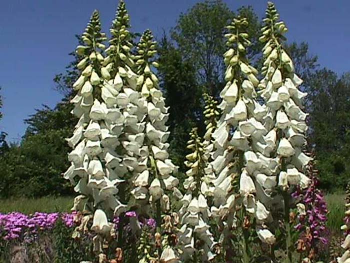 Plant photo of: Digitalis grandiflora