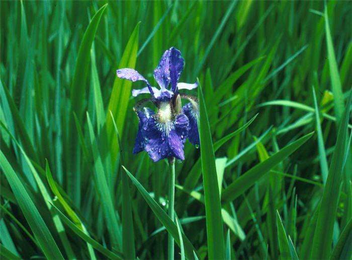 Plant photo of: Iris sibirica