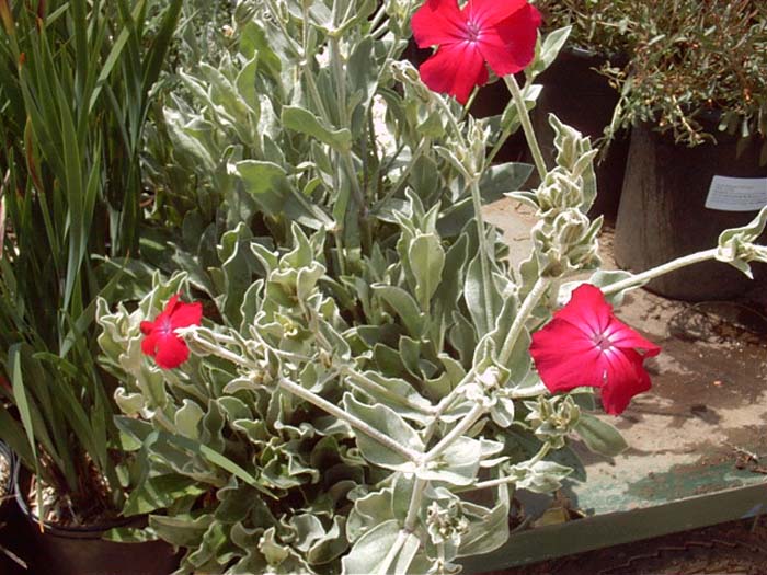 Plant photo of: Lychnis chalcedonica