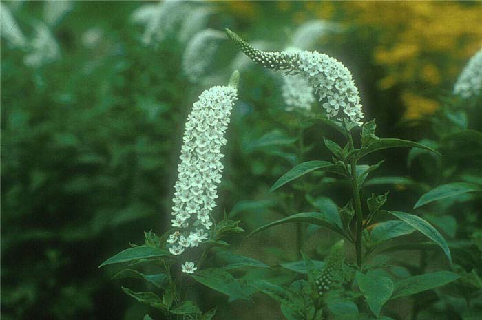 Plant photo of: Lysimachia clethroides
