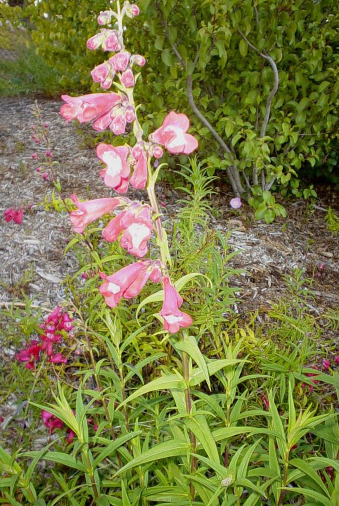 Plant photo of: Penstemon hybrids (assorted)