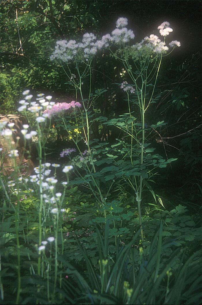 Plant photo of: Thalictrum aquilegifolium