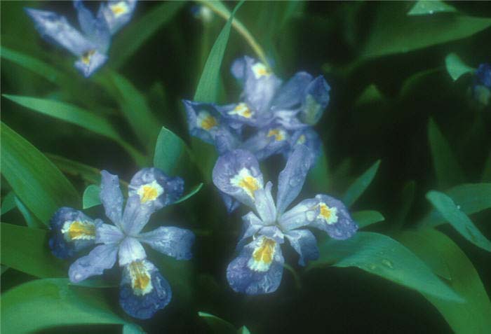 Plant photo of: Iris cristata