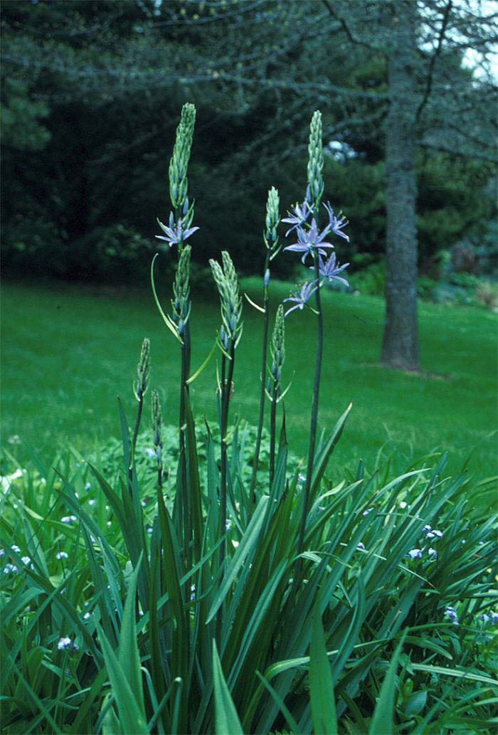 Plant photo of: Camassia cusickii