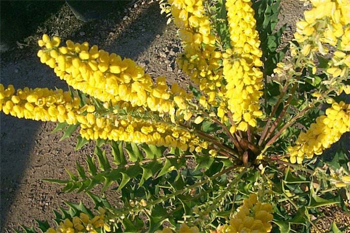 Plant photo of: Berberis lomariifolia