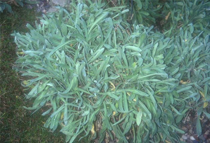 Plant photo of: Aurinia saxatilis 'Compactum'