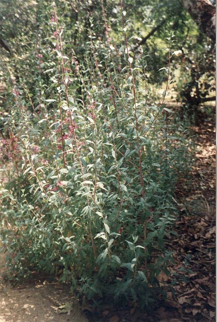 Plant photo of: Clarkia unguiculata