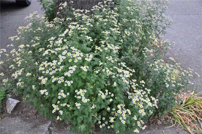 Plant photo of: Chrysanthemum parthenium