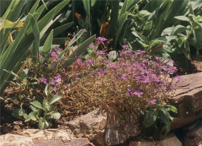 Plant photo of: Lobelia erinus 'Rosamond'