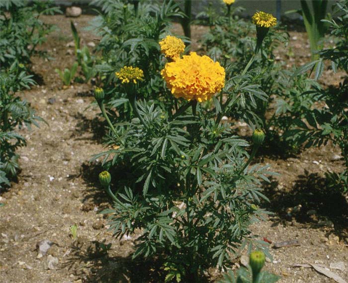 Marigold, American or African