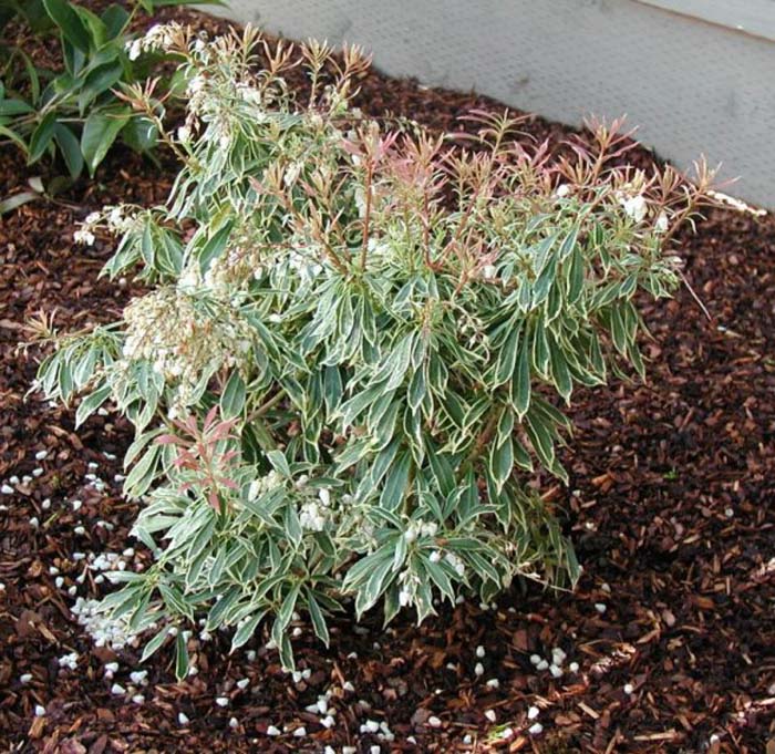 Plant photo of: Pieris japonica 'Variegata'
