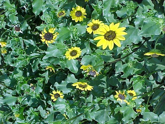 Sunflower, Beach or Cucumber-Leaf