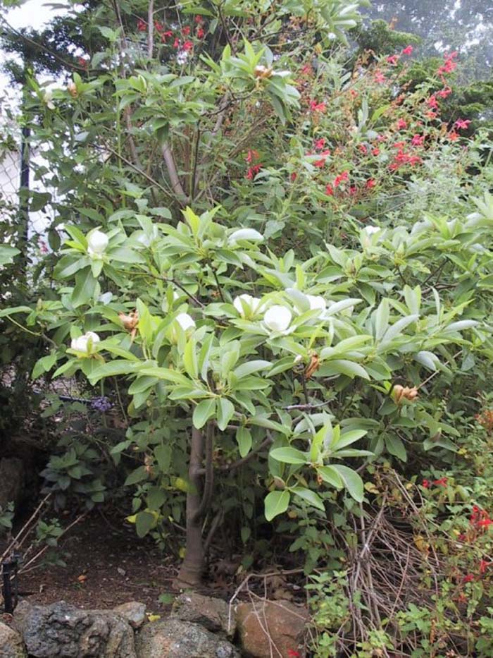 Plant photo of: Magnolia virginiana