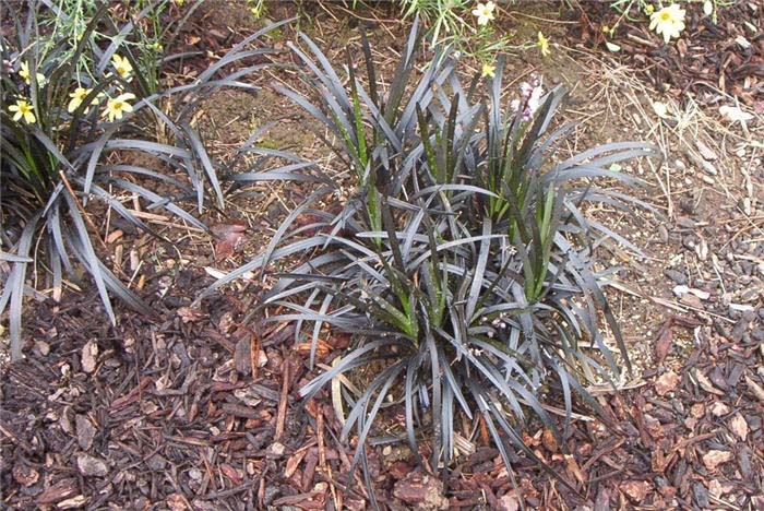 Plant photo of: Ophiopogon planiscapus 'Nigrescens'