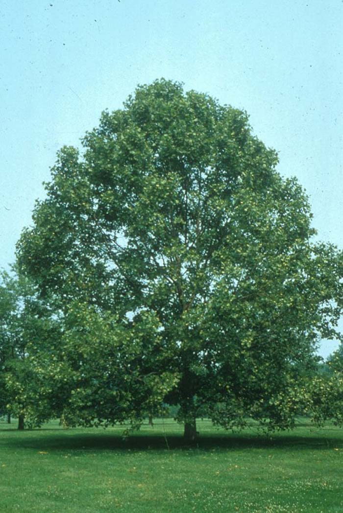 Sycamore, American or Buttonwood