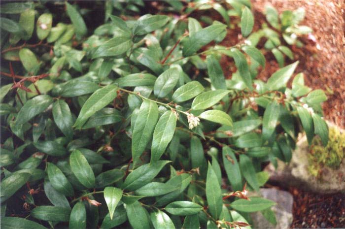 Plant photo of: Leucothoe fontanesiana